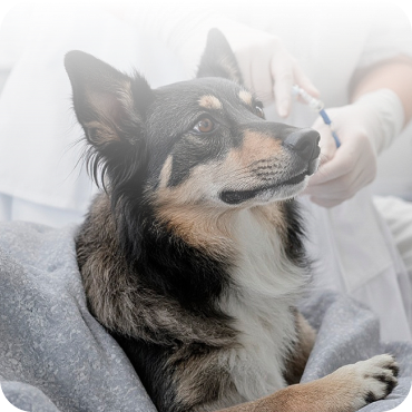 Ozonoterapia